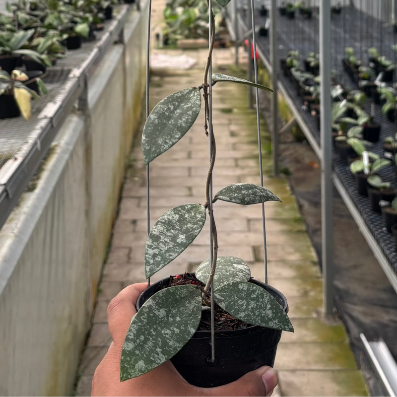🎁 Hoya Flagellata Splash (100% off)