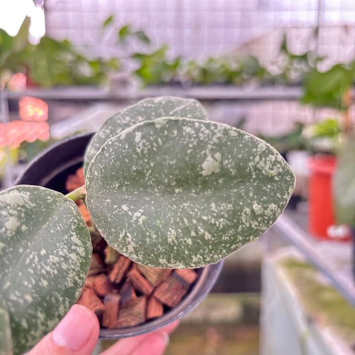Hoya Waymaniae Splash (Actual Plant 6-Oct)