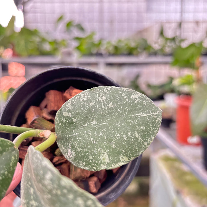 Hoya Waymaniae Splash (Actual Plant 6-Oct)