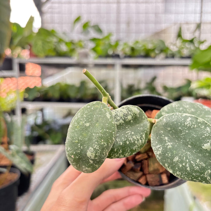 Hoya Waymaniae Splash (Actual Plant 6-Oct)