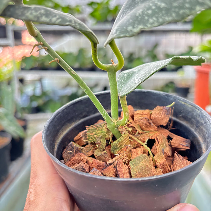 Hoya Waymaniae Splash (Actual Plant 6-Oct)