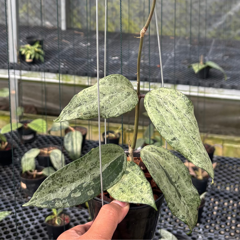 FS19-3 Hoya Macrophylla High Splash