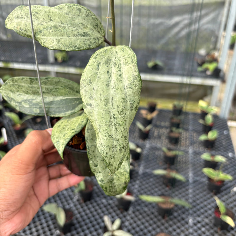 FS19-3 Hoya Macrophylla High Splash