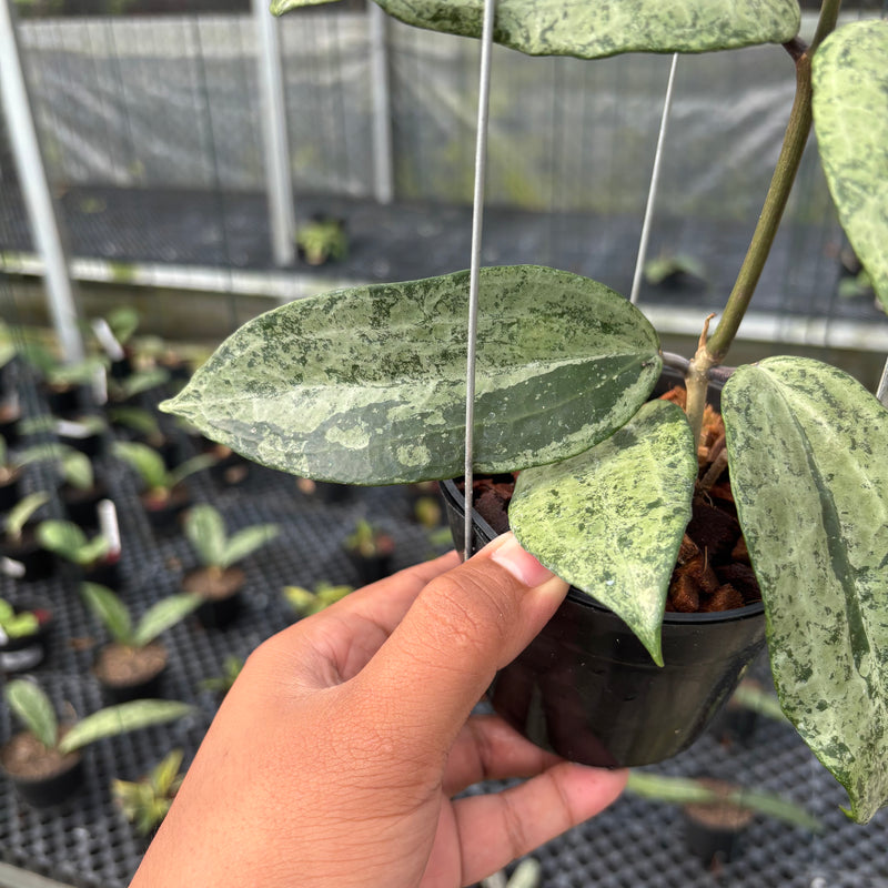 FS19-3 Hoya Macrophylla High Splash