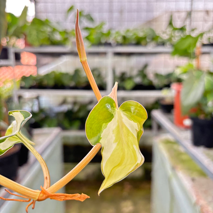 Philodendron Cream Splash (Actual Plant 7-Oct)