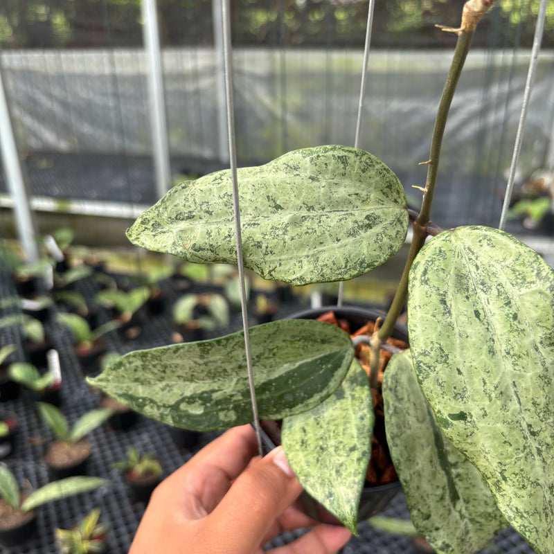 FS19-3 Hoya Macrophylla High Splash