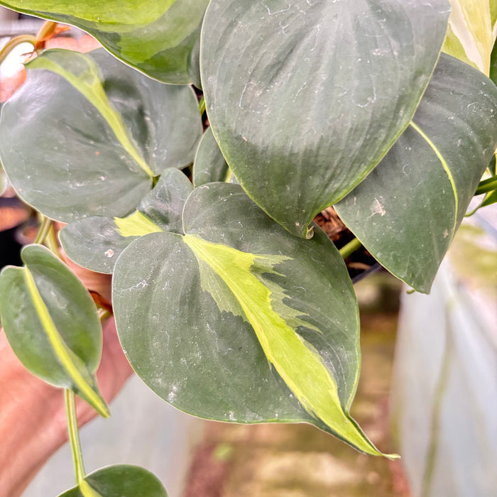 Philodendron Cream Splash (Actual Plant 7-Oct)