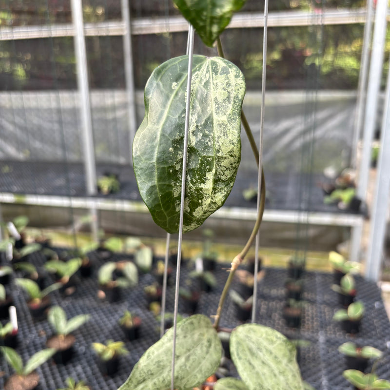 FS19-3 Hoya Macrophylla High Splash