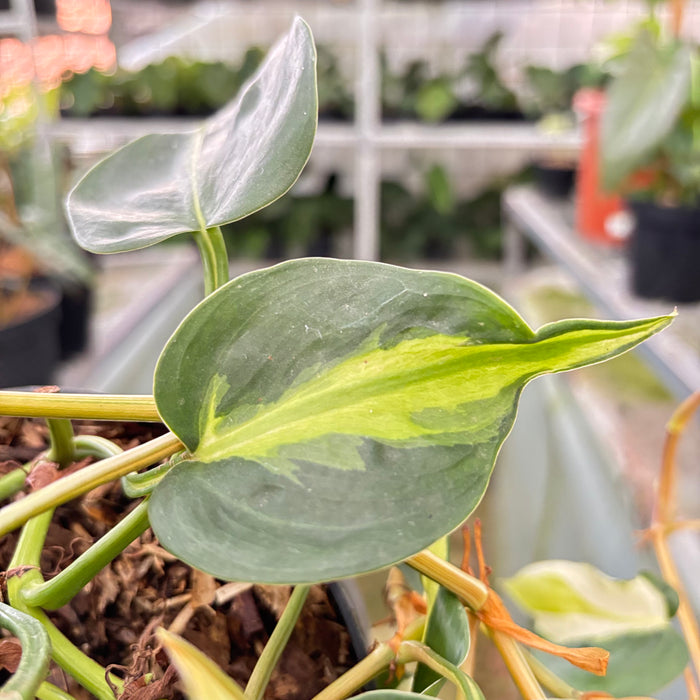 Philodendron Cream Splash (Actual Plant 7-Oct)