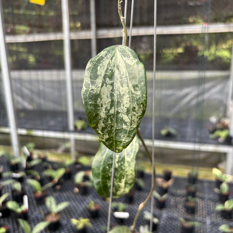 FS19-3 Hoya Macrophylla High Splash