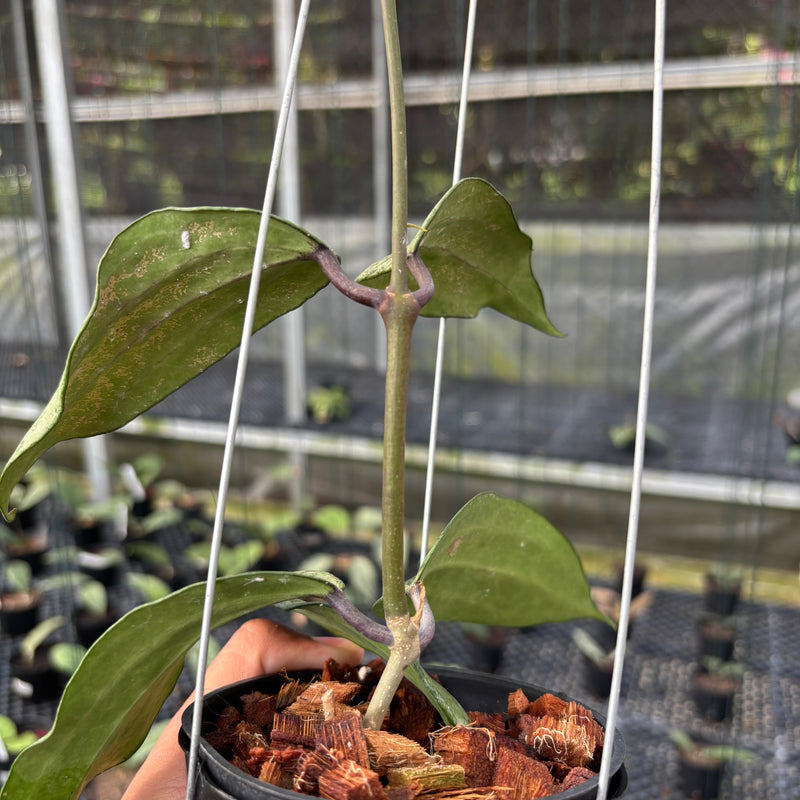 FS19-3 Hoya Macrophylla High Splash