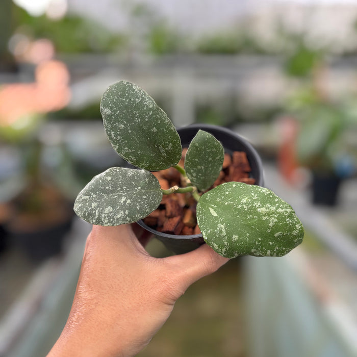 Hoya Waymaniae Splash (Actual Plant 8-Oct)