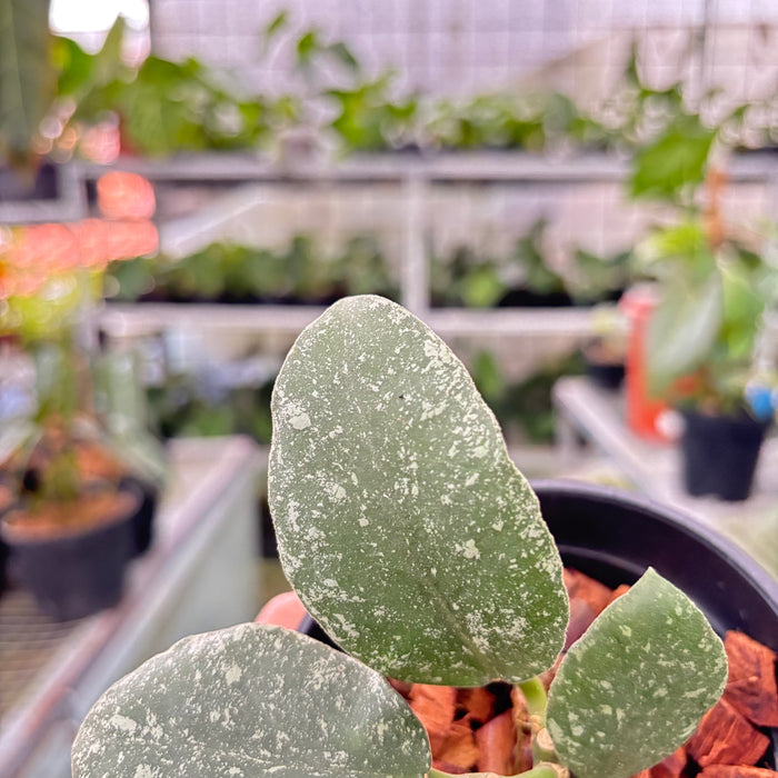 Hoya Waymaniae Splash (Actual Plant 8-Oct)