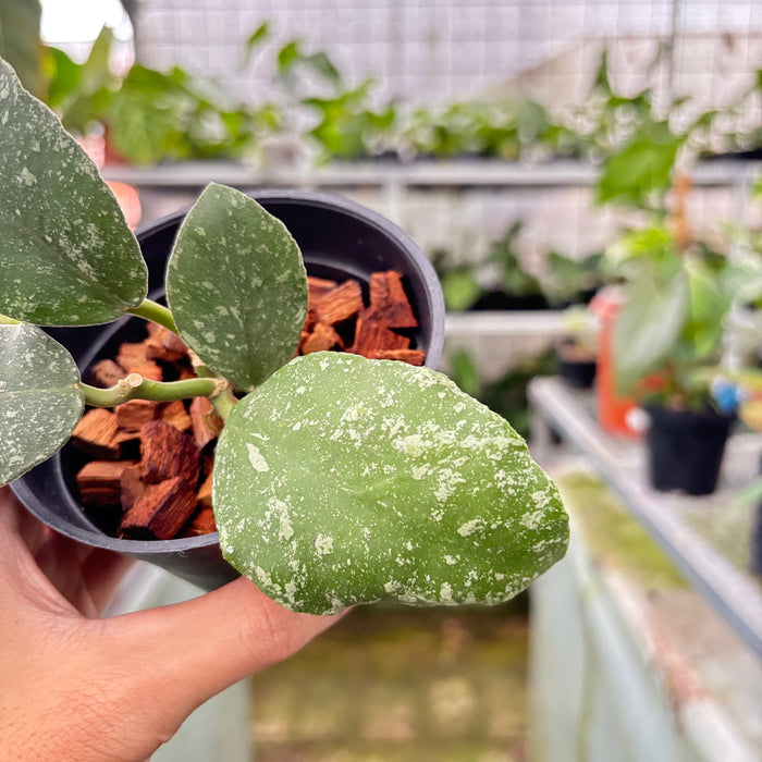 Hoya Waymaniae Splash (Actual Plant 8-Oct)