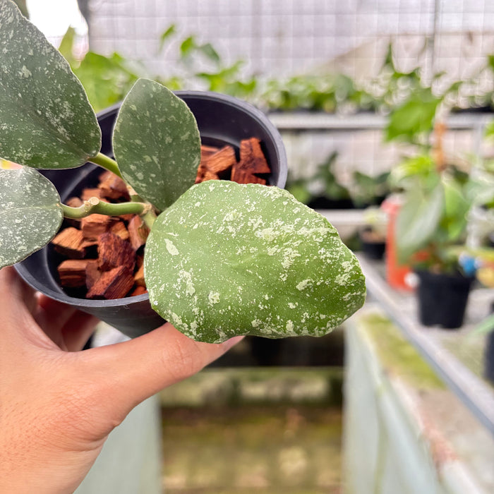 Hoya Waymaniae Splash (Actual Plant 8-Oct)