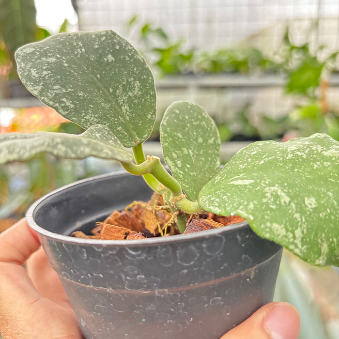 Hoya Waymaniae Splash (Actual Plant 8-Oct)