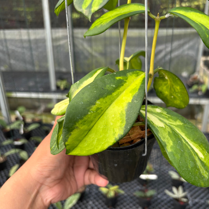 FS20-3 Hoya Difersifolia Maharani