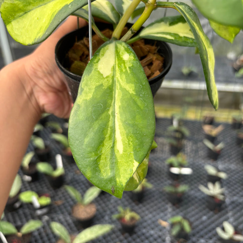 FS20-3 Hoya Difersifolia Maharani