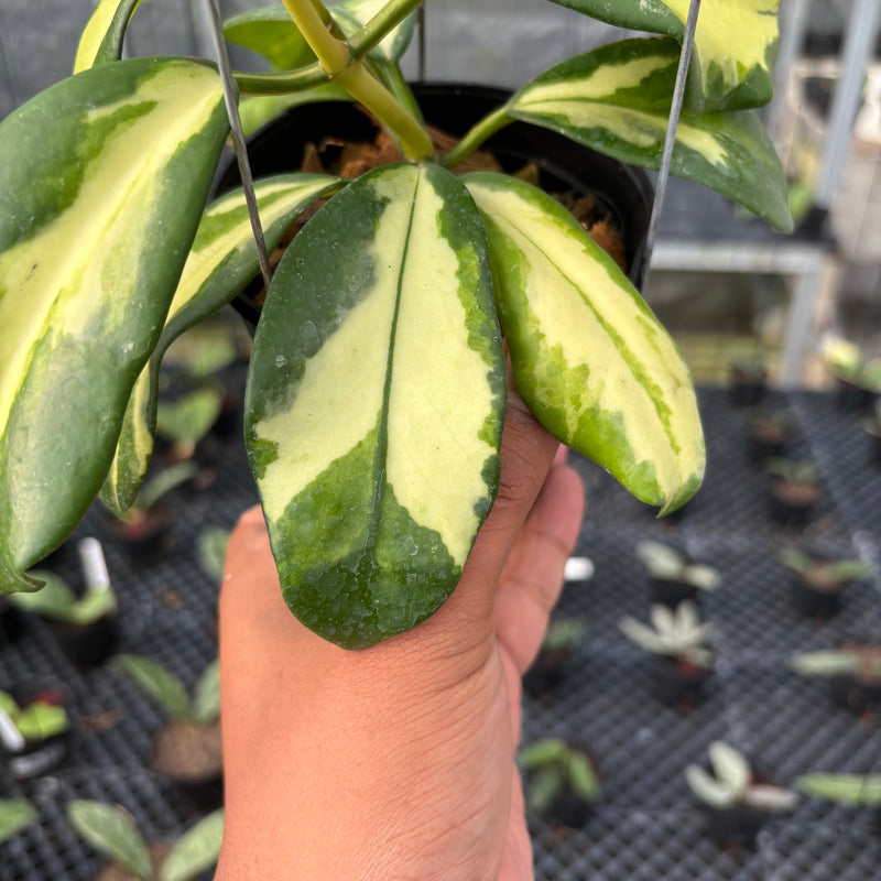 FS20-3 Hoya Difersifolia Maharani