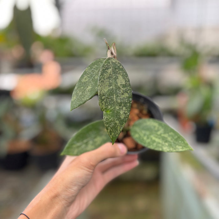Hoya Verticillata High Splash (Actual Plant 9-Oct)