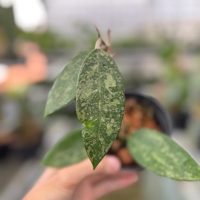 Hoya Verticillata High Splash (Actual Plant 9-Oct)