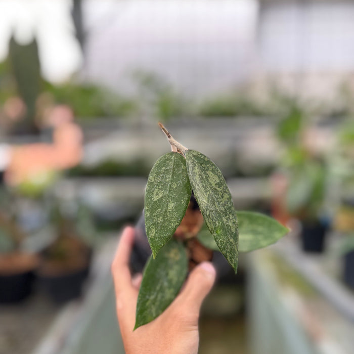 Hoya Verticillata High Splash (Actual Plant 9-Oct)