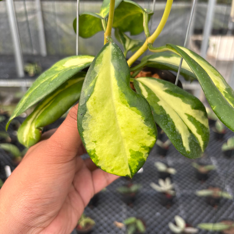 FS20-3 Hoya Difersifolia Maharani