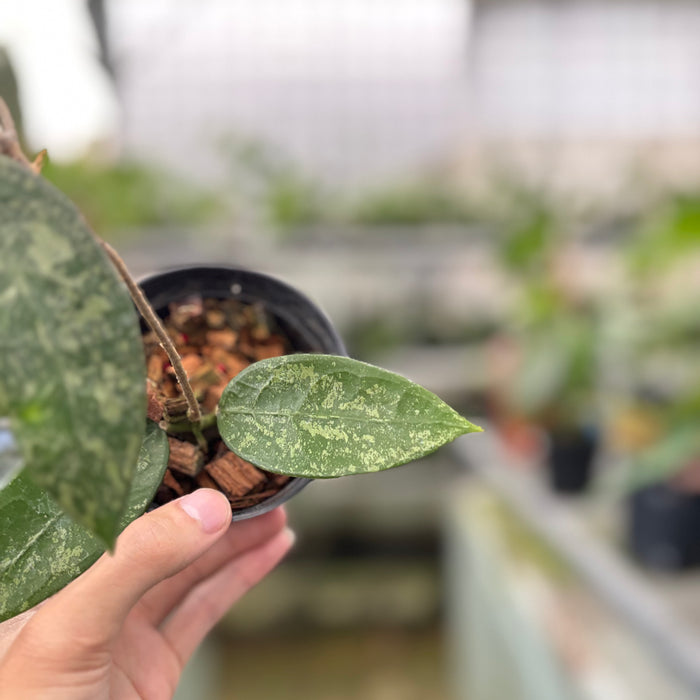 Hoya Verticillata High Splash (Actual Plant 9-Oct)