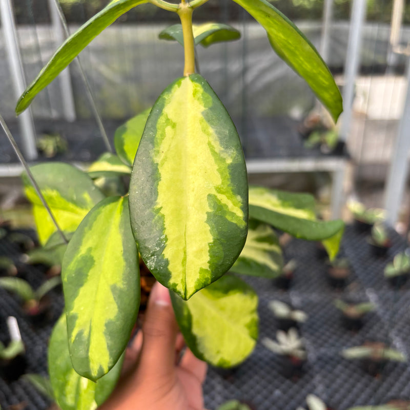 FS20-3 Hoya Difersifolia Maharani