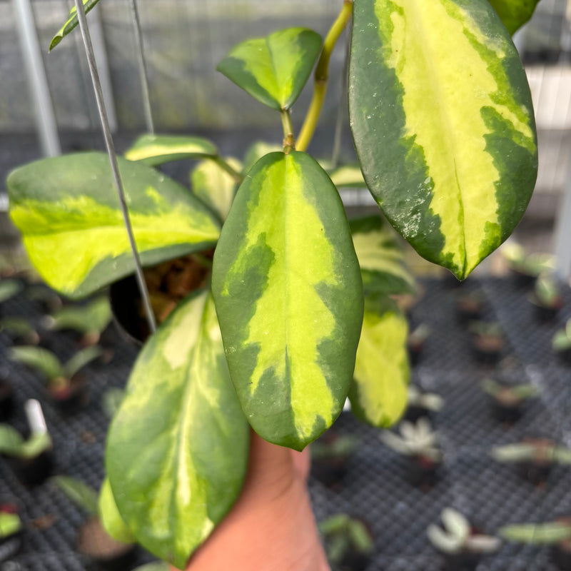 FS20-3 Hoya Difersifolia Maharani