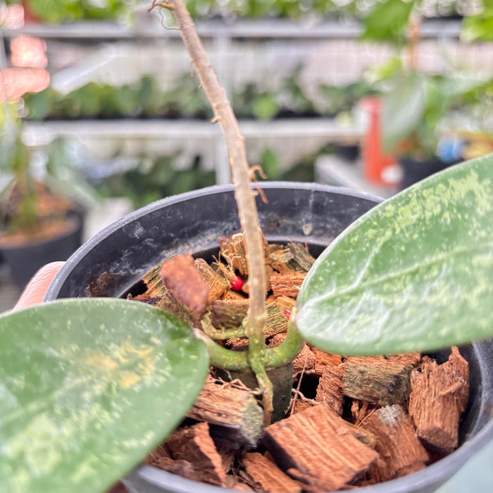 Hoya Verticillata High Splash (Actual Plant 9-Oct)
