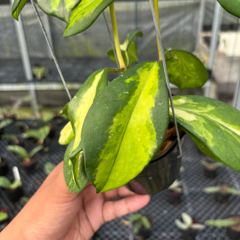 FS20-3 Hoya Difersifolia Maharani