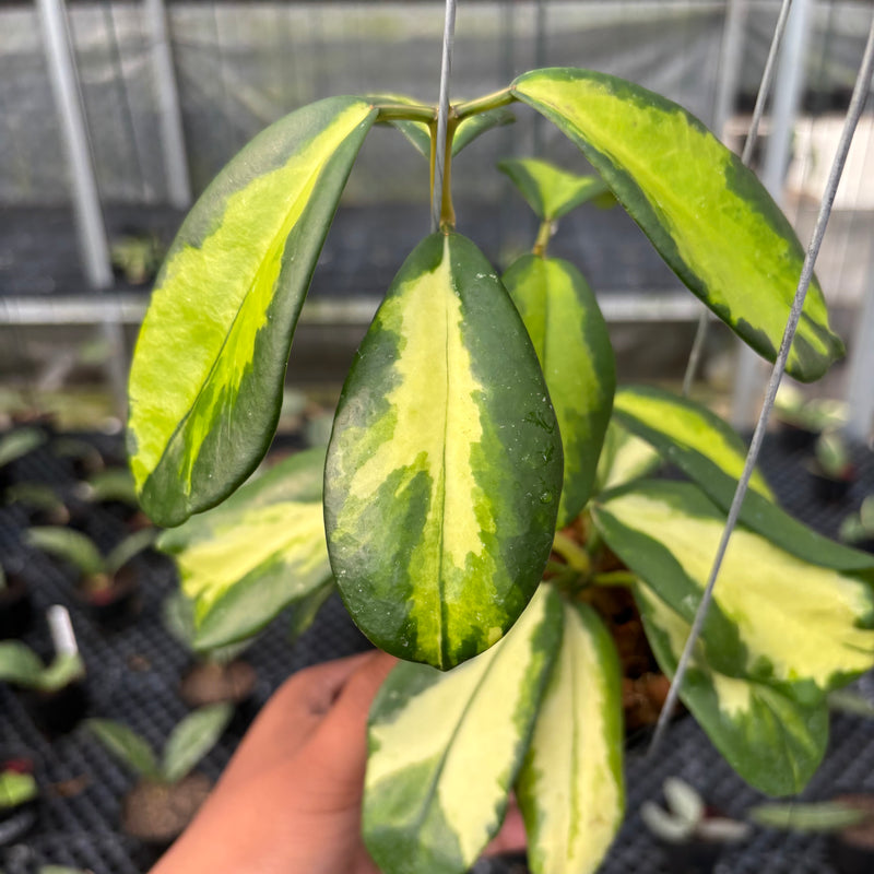 FS20-3 Hoya Difersifolia Maharani