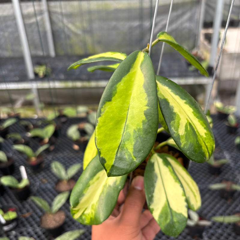 FS20-3 Hoya Difersifolia Maharani