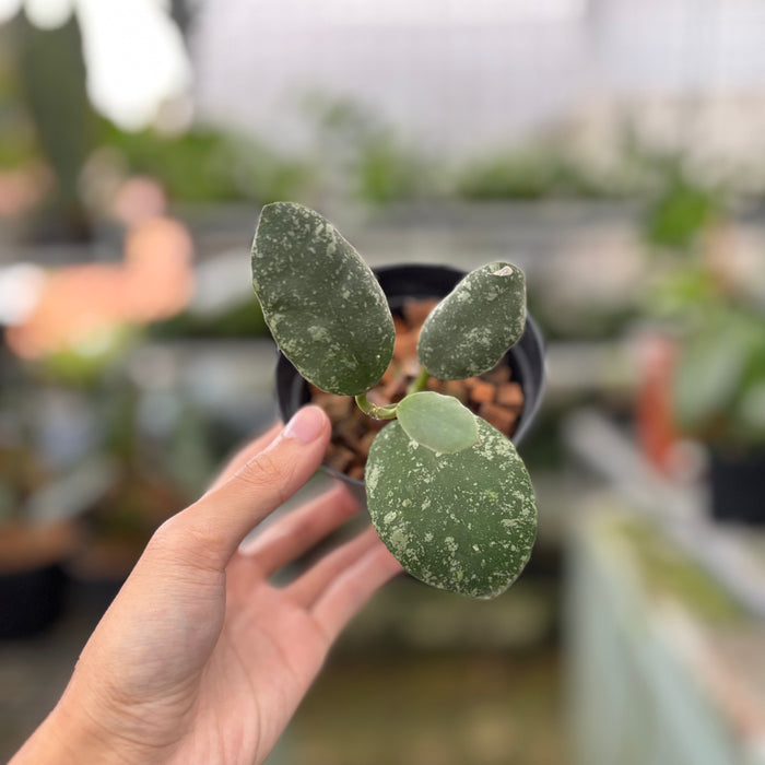 Hoya Waymaniae Splash (Actual Plant 10-Oct)