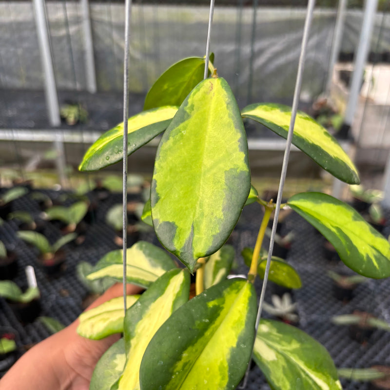 FS20-3 Hoya Difersifolia Maharani