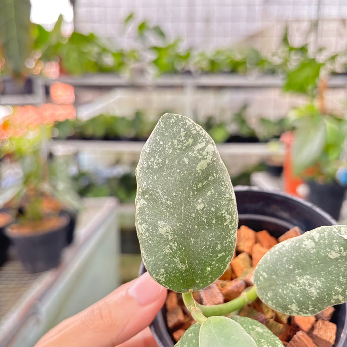 Hoya Waymaniae Splash (Actual Plant 10-Oct)