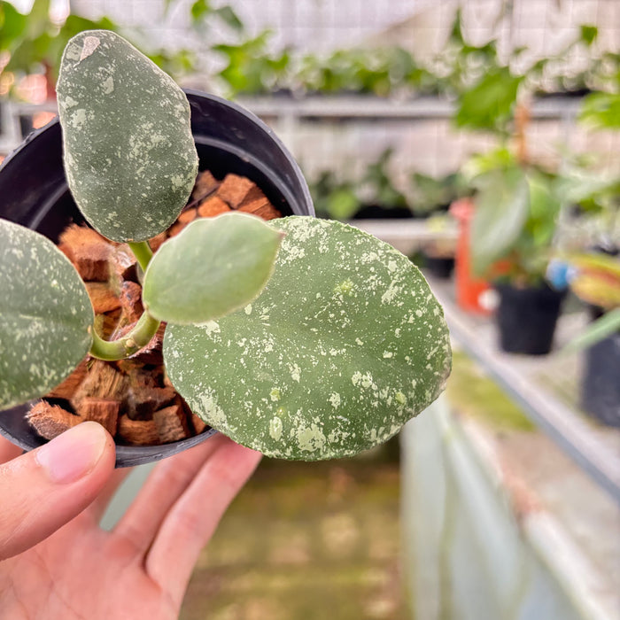 Hoya Waymaniae Splash (Actual Plant 10-Oct)