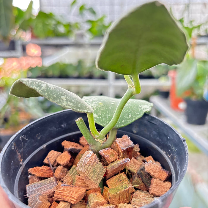 Hoya Waymaniae Splash (Actual Plant 10-Oct)