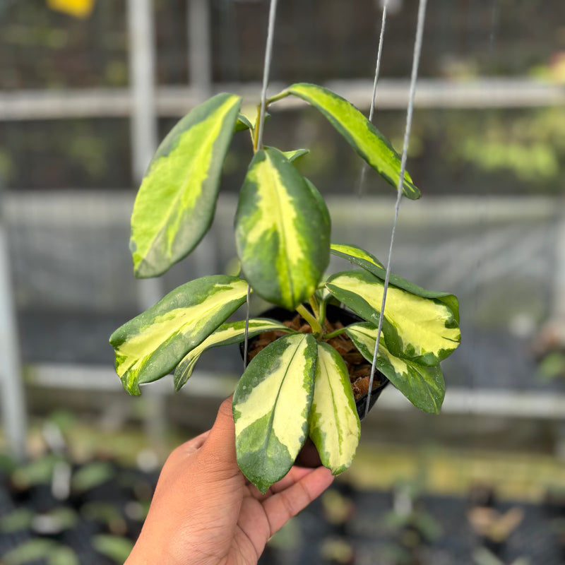 FS20-3 Hoya Difersifolia Maharani