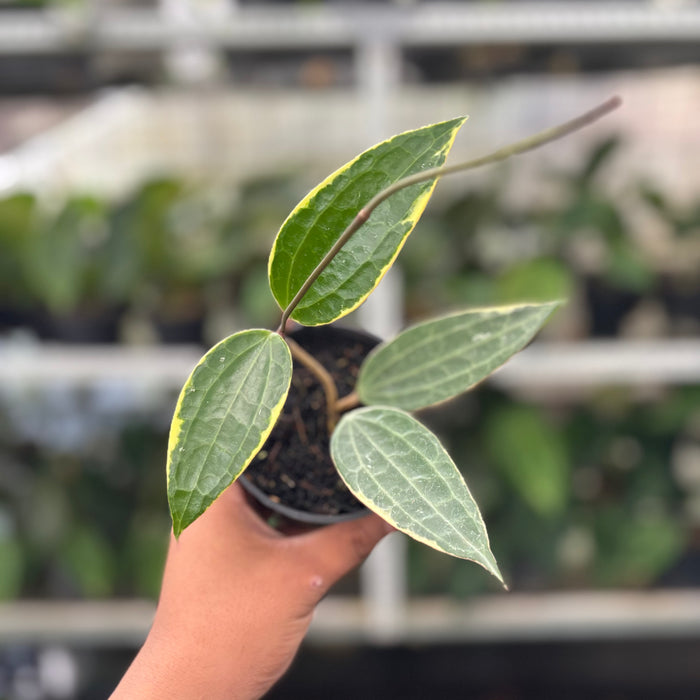 Hoya Macrophylla Variegated (Actual Plant 11-Oct)