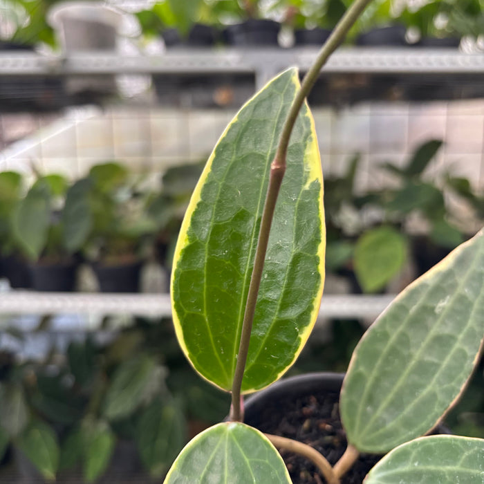 Hoya Macrophylla Variegated (Actual Plant 11-Oct)