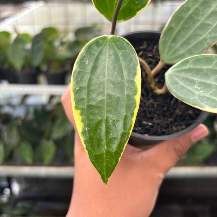 Hoya Macrophylla Variegated (Actual Plant 11-Oct)
