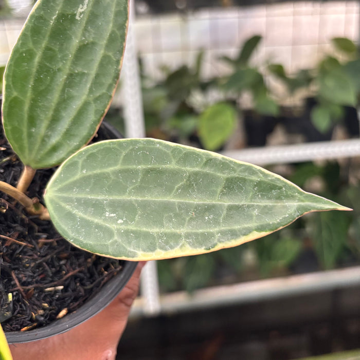 Hoya Macrophylla Variegated (Actual Plant 11-Oct)