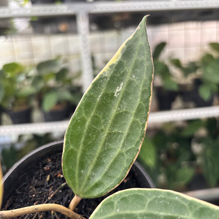 Hoya Macrophylla Variegated (Actual Plant 11-Oct)