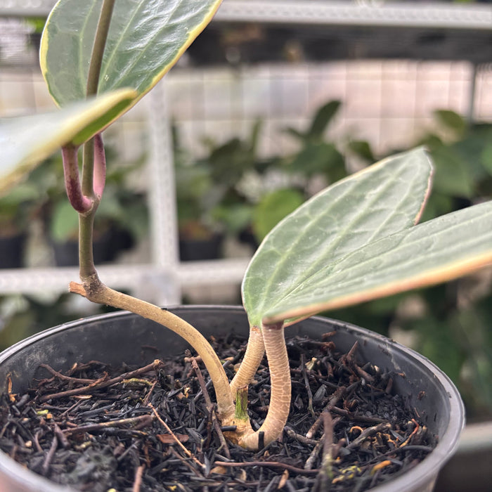 Hoya Macrophylla Variegated (Actual Plant 11-Oct)