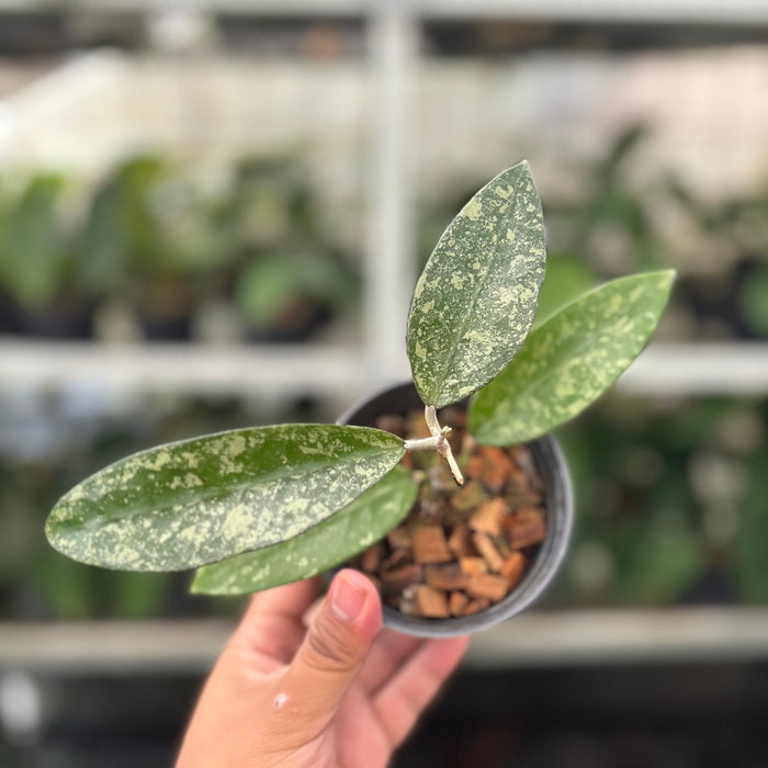 Hoya Verticillata High Splash (Actual Plant 12-Oct)