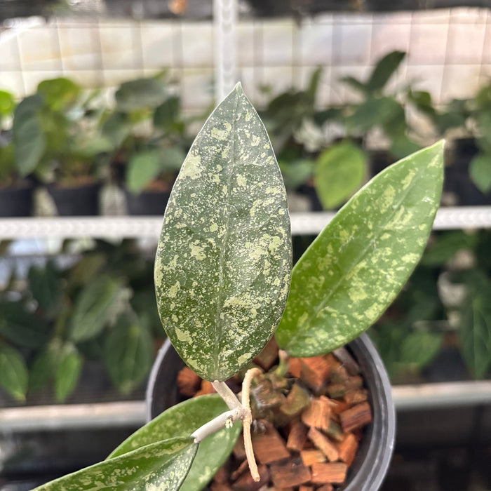 Hoya Verticillata High Splash (Actual Plant 12-Oct)