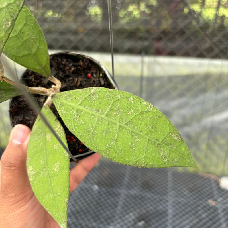 FS21-3 Hoya AFF Lambii Splash