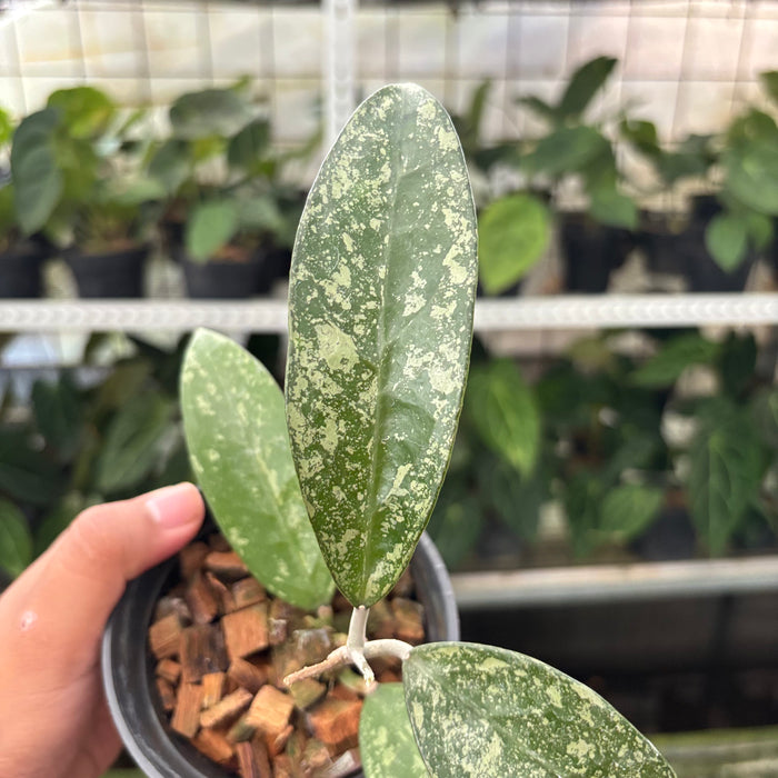 Hoya Verticillata High Splash (Actual Plant 12-Oct)